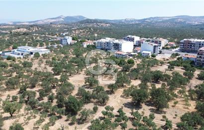 ŞAKRAN'DA İMAR SINIRINDA (723 M2) SATILIK ZEYTİNLİK