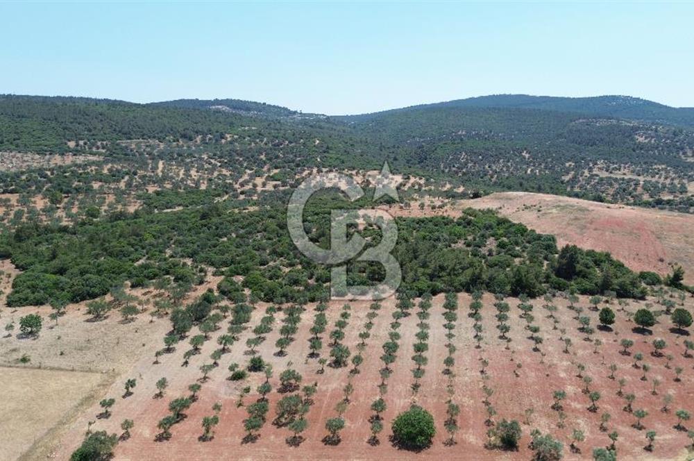 BERGAMA ZEYTİNDAĞ'DA (10700 M2) SATILIK ZEYTİNLİK