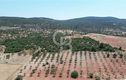 BERGAMA ZEYTİNDAĞ'DA (10700 M2) SATILIK ZEYTİNLİK