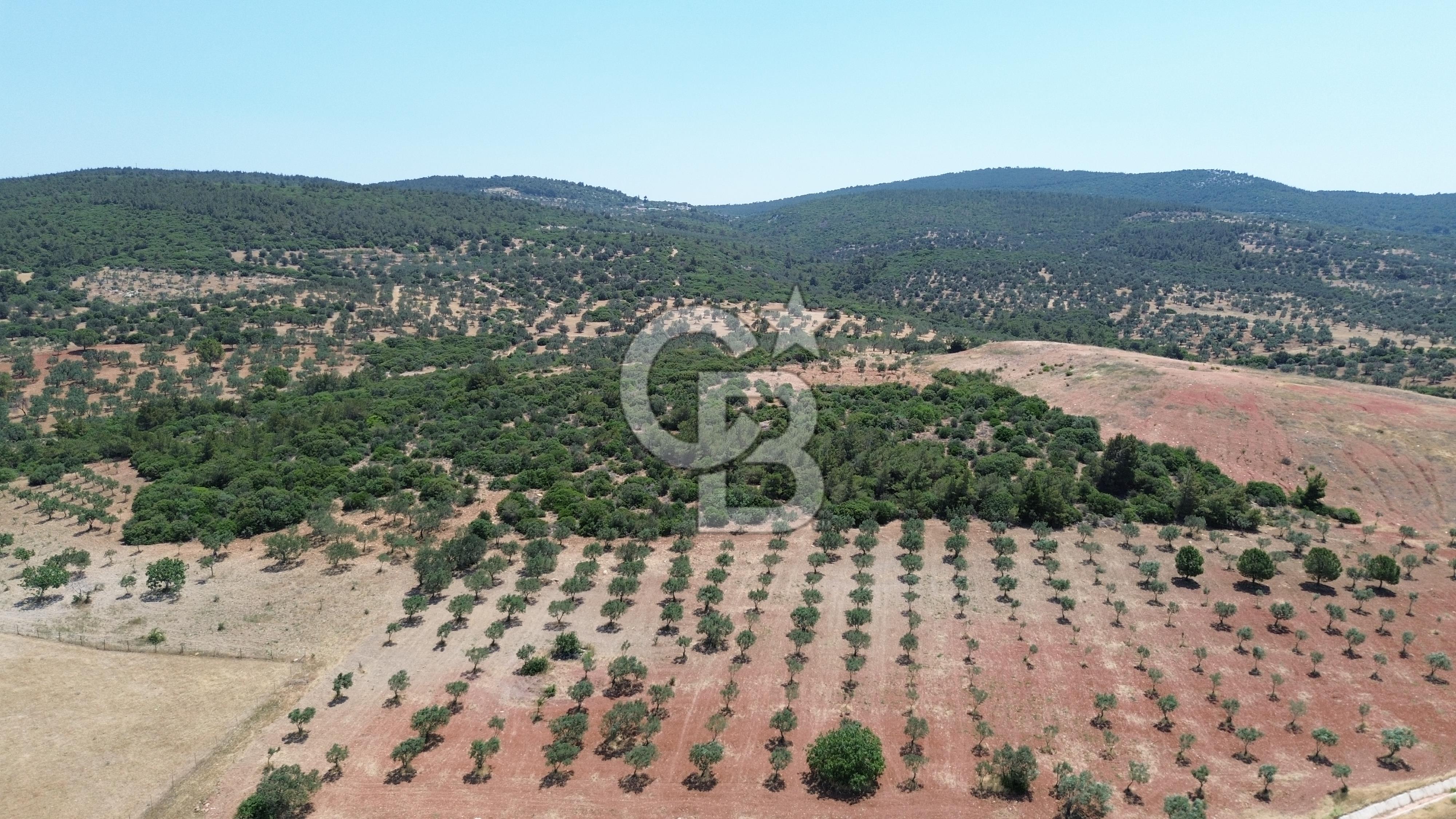 BERGAMA ZEYTİNDAĞ'DA (10700 M2) SATILIK ZEYTİNLİK