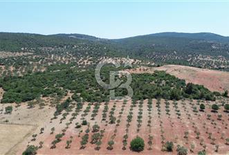 BERGAMA ZEYTİNDAĞ'DA (10700 M2) SATILIK ZEYTİNLİK