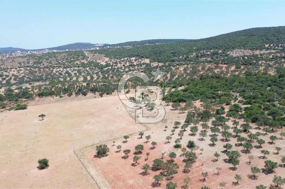 BERGAMA ZEYTİNDAĞ'DA (10700 M2) SATILIK ZEYTİNLİK