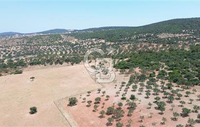 BERGAMA ZEYTİNDAĞ'DA (10700 M2) SATILIK ZEYTİNLİK