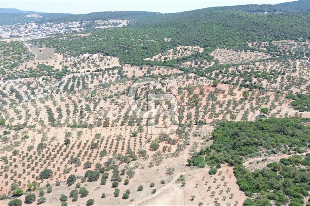 BERGAMA ZEYTİNDAĞ'DA (10700 M2) SATILIK ZEYTİNLİK