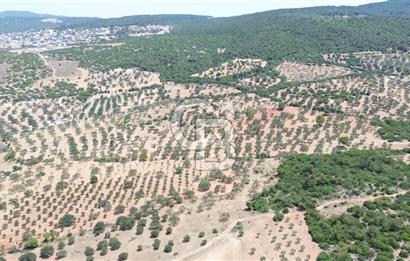 BERGAMA ZEYTİNDAĞ'DA (10700 M2) SATILIK ZEYTİNLİK