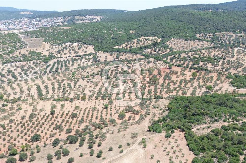 BERGAMA ZEYTİNDAĞ'DA (10700 M2) SATILIK ZEYTİNLİK