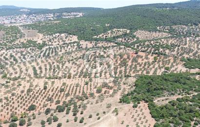 BERGAMA ZEYTİNDAĞ'DA (10700 M2) SATILIK ZEYTİNLİK