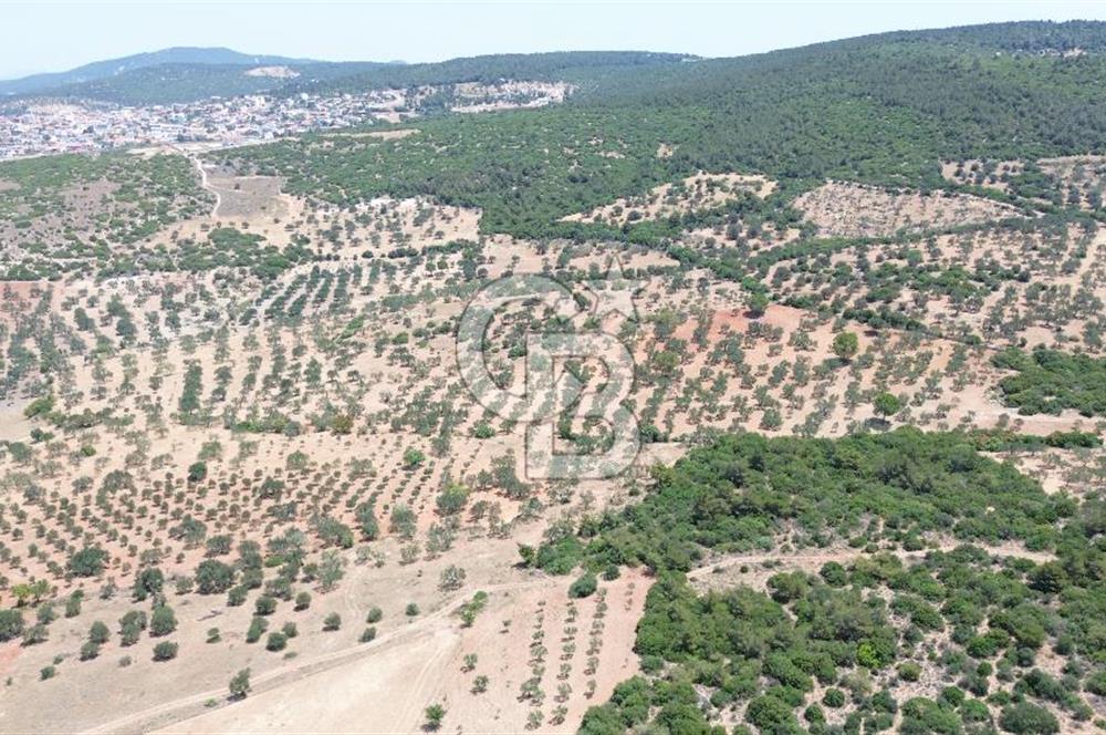 BERGAMA ZEYTİNDAĞ'DA (10700 M2) SATILIK ZEYTİNLİK