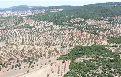 BERGAMA ZEYTİNDAĞ'DA (10700 M2) SATILIK ZEYTİNLİK