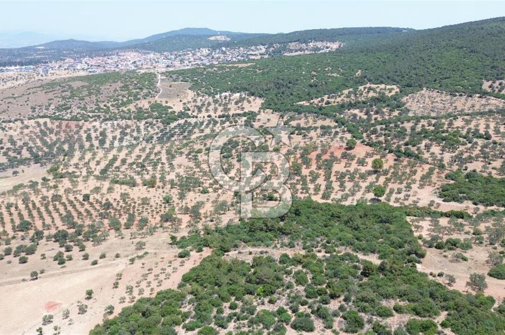 BERGAMA ZEYTİNDAĞ'DA (10700 M2) SATILIK ZEYTİNLİK