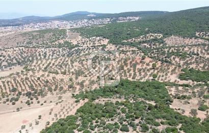 BERGAMA ZEYTİNDAĞ'DA (10700 M2) SATILIK ZEYTİNLİK