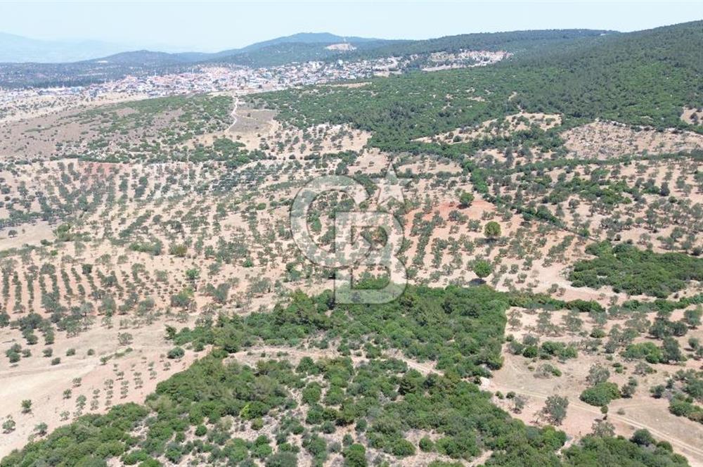 BERGAMA ZEYTİNDAĞ'DA (10700 M2) SATILIK ZEYTİNLİK