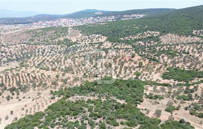 BERGAMA ZEYTİNDAĞ'DA (10700 M2) SATILIK ZEYTİNLİK