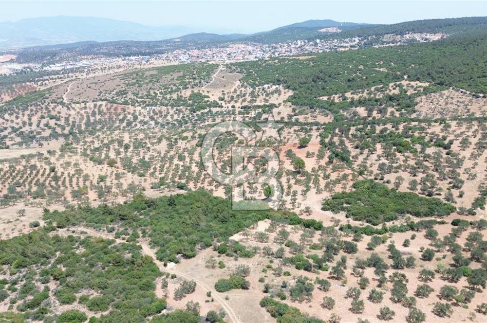 BERGAMA ZEYTİNDAĞ'DA (10700 M2) SATILIK ZEYTİNLİK
