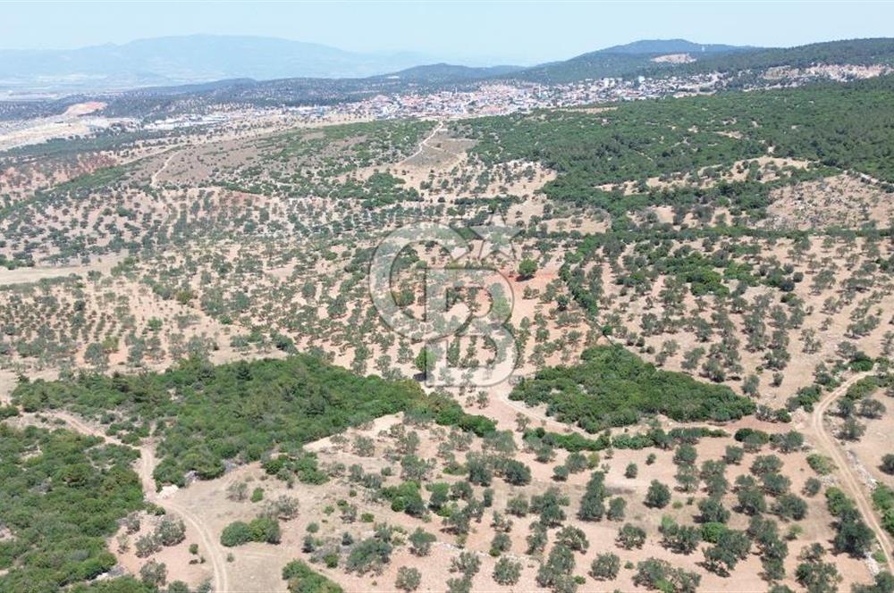 BERGAMA ZEYTİNDAĞ'DA (10700 M2) SATILIK ZEYTİNLİK