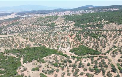 BERGAMA ZEYTİNDAĞ'DA (10700 M2) SATILIK ZEYTİNLİK