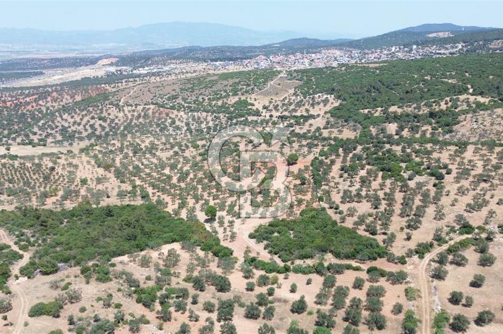 BERGAMA ZEYTİNDAĞ'DA (10700 M2) SATILIK ZEYTİNLİK