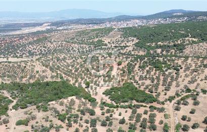 BERGAMA ZEYTİNDAĞ'DA (10700 M2) SATILIK ZEYTİNLİK