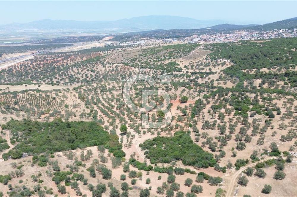 BERGAMA ZEYTİNDAĞ'DA (10700 M2) SATILIK ZEYTİNLİK