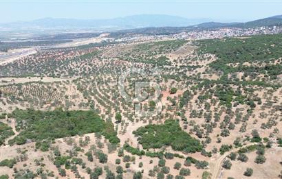 BERGAMA ZEYTİNDAĞ'DA (10700 M2) SATILIK ZEYTİNLİK