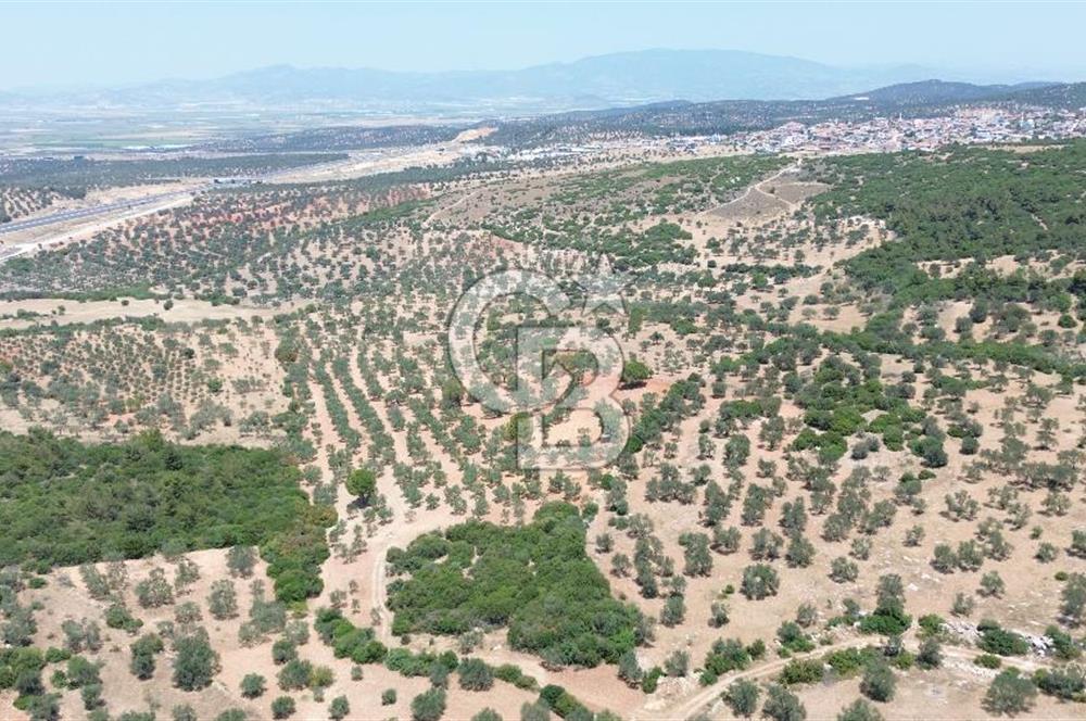 BERGAMA ZEYTİNDAĞ'DA (10700 M2) SATILIK ZEYTİNLİK