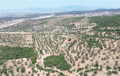 BERGAMA ZEYTİNDAĞ'DA (10700 M2) SATILIK ZEYTİNLİK