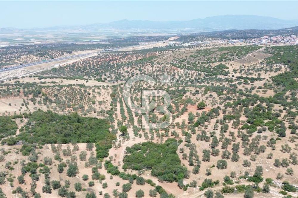 BERGAMA ZEYTİNDAĞ'DA (10700 M2) SATILIK ZEYTİNLİK