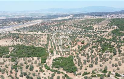 BERGAMA ZEYTİNDAĞ'DA (10700 M2) SATILIK ZEYTİNLİK