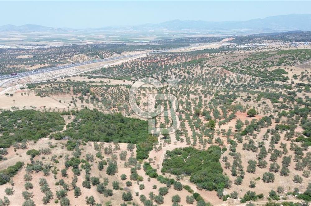 BERGAMA ZEYTİNDAĞ'DA (10700 M2) SATILIK ZEYTİNLİK