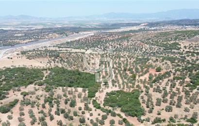BERGAMA ZEYTİNDAĞ'DA (10700 M2) SATILIK ZEYTİNLİK