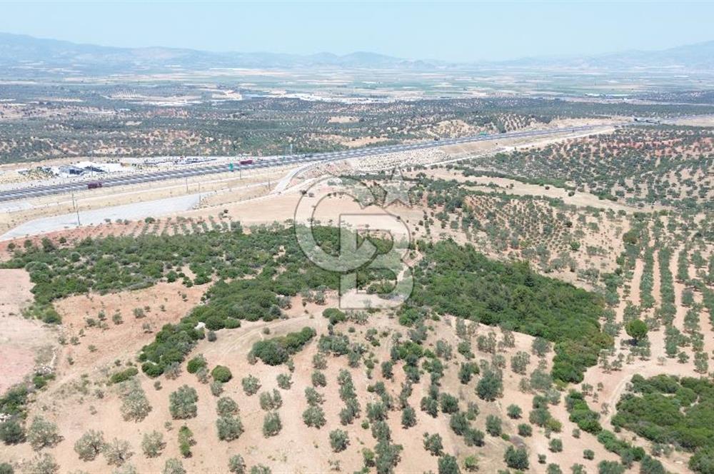 BERGAMA ZEYTİNDAĞ'DA (10700 M2) SATILIK ZEYTİNLİK