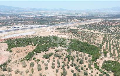 BERGAMA ZEYTİNDAĞ'DA (10700 M2) SATILIK ZEYTİNLİK
