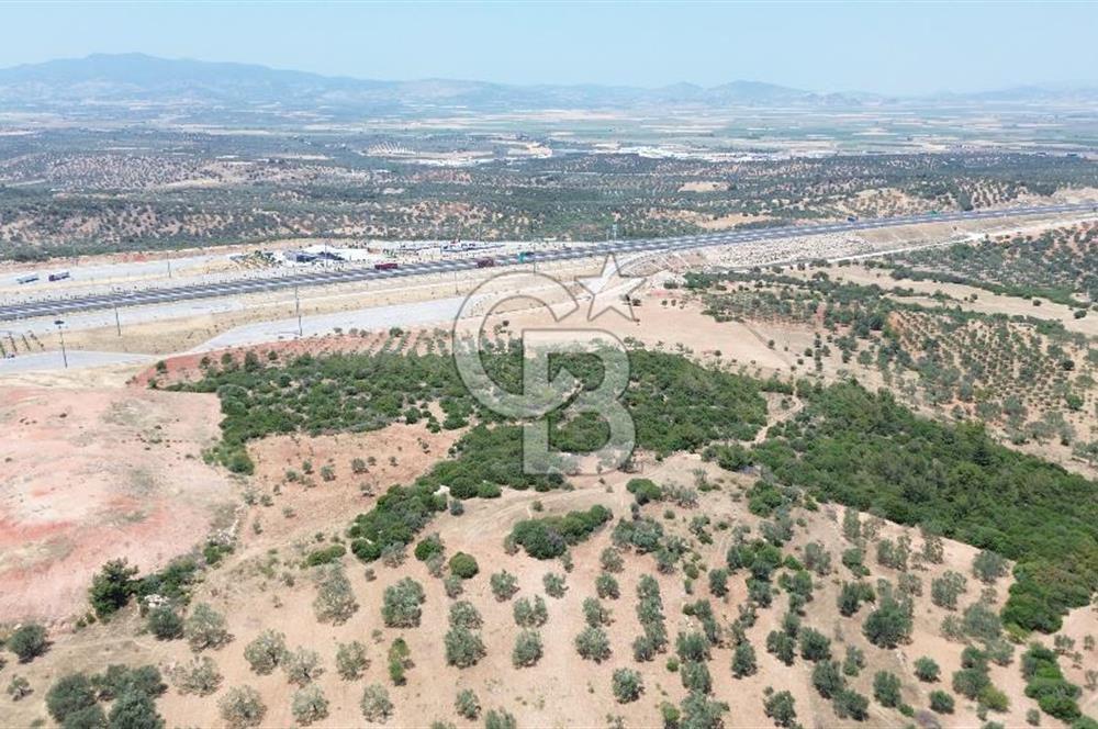 BERGAMA ZEYTİNDAĞ'DA (10700 M2) SATILIK ZEYTİNLİK