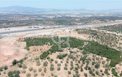 BERGAMA ZEYTİNDAĞ'DA (10700 M2) SATILIK ZEYTİNLİK