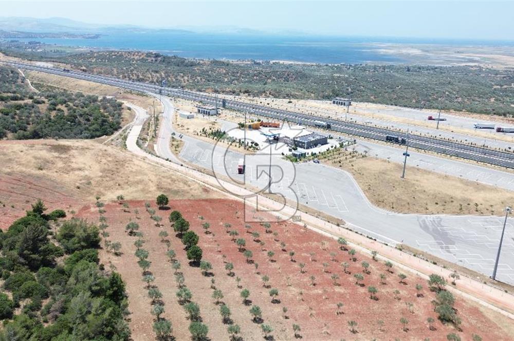 BERGAMA ZEYTİNDAĞ'DA (10700 M2) SATILIK ZEYTİNLİK