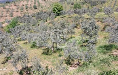 BAYINDIR LÜTUFLARDA ASFALTA 500 M, ZEYTİN VE MEYVE AĞAÇLI TARLA