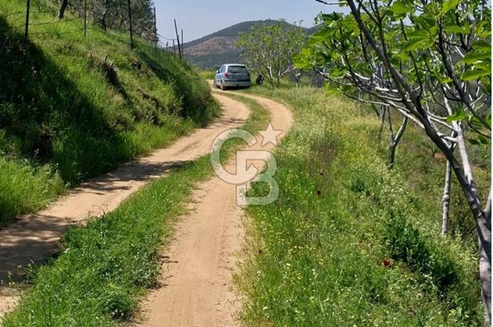 BAYINDIR LÜTUFLARDA ASFALTA 500 M, ZEYTİN VE MEYVE AĞAÇLI TARLA