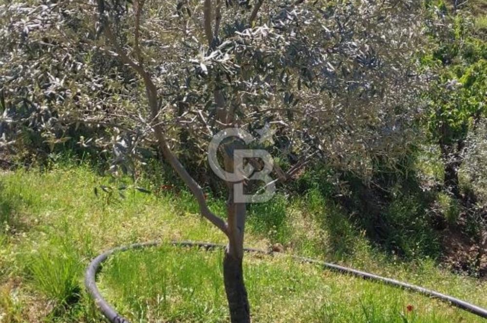 BAYINDIR LÜTUFLARDA ASFALTA 500 M, ZEYTİN VE MEYVE AĞAÇLI TARLA