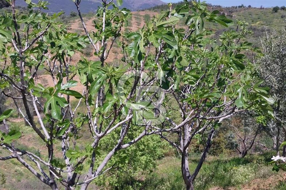BAYINDIR LÜTUFLARDA ASFALTA 500 M, ZEYTİN VE MEYVE AĞAÇLI TARLA