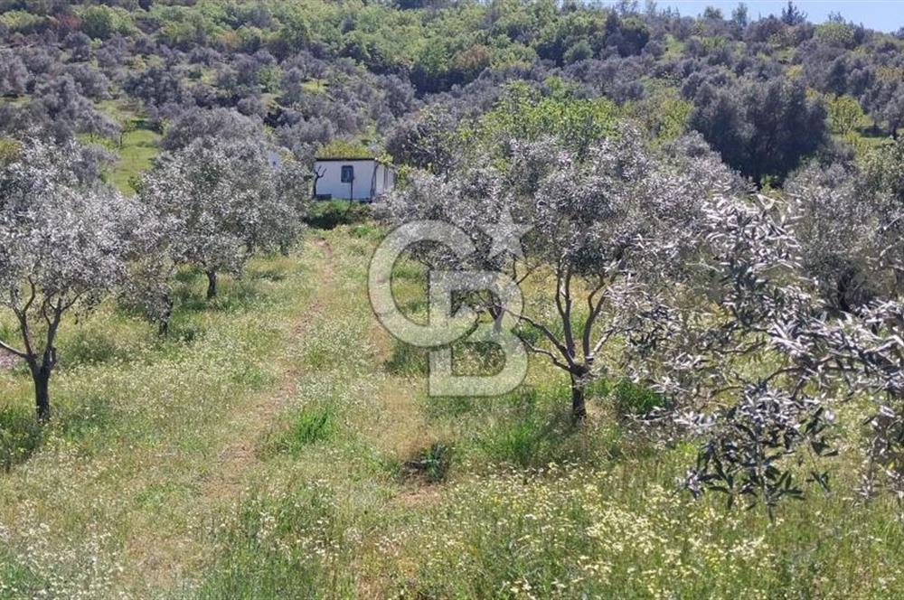 BAYINDIR LÜTUFLARDA ASFALTA 500 M, ZEYTİN VE MEYVE AĞAÇLI TARLA