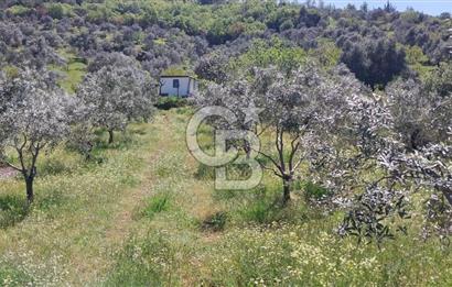BAYINDIR LÜTUFLARDA ASFALTA 500 M, ZEYTİN VE MEYVE AĞAÇLI TARLA