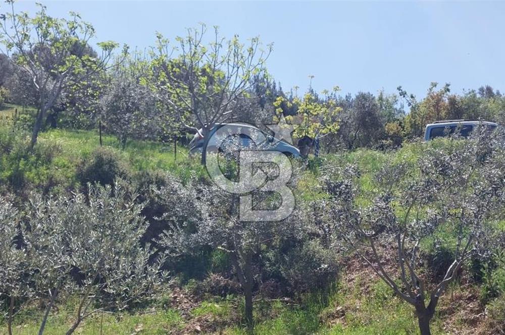 BAYINDIR LÜTUFLARDA ASFALTA 500 M, ZEYTİN VE MEYVE AĞAÇLI TARLA