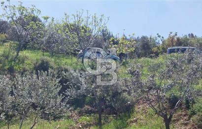 BAYINDIR LÜTUFLARDA ASFALTA 500 M, ZEYTİN VE MEYVE AĞAÇLI TARLA