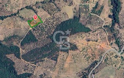 BAYINDIR LÜTUFLARDA ASFALTA 500 M, ZEYTİN VE MEYVE AĞAÇLI TARLA