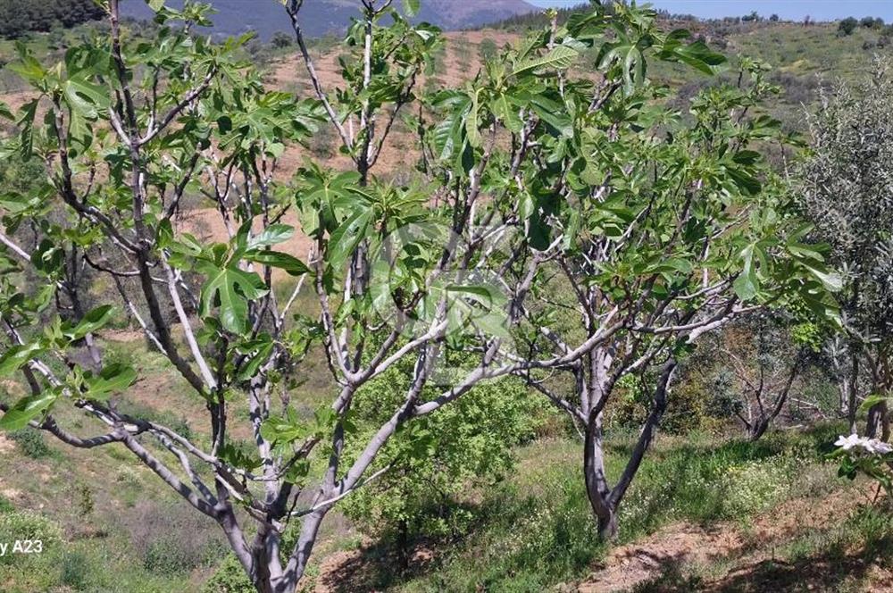 BAYINDIR LÜTUFLARDA ASFALTA 500 M, ZEYTİN VE MEYVE AĞAÇLI TARLA