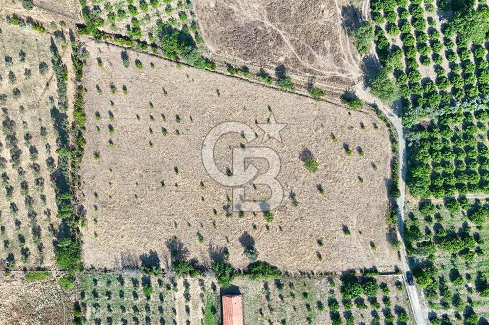 SEFERİHİSAR ULAMIŞ SATILIK 9.715 m² BAĞ BAHÇE
