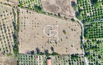 SEFERİHİSAR ULAMIŞ SATILIK 9.715 m² BAĞ BAHÇE