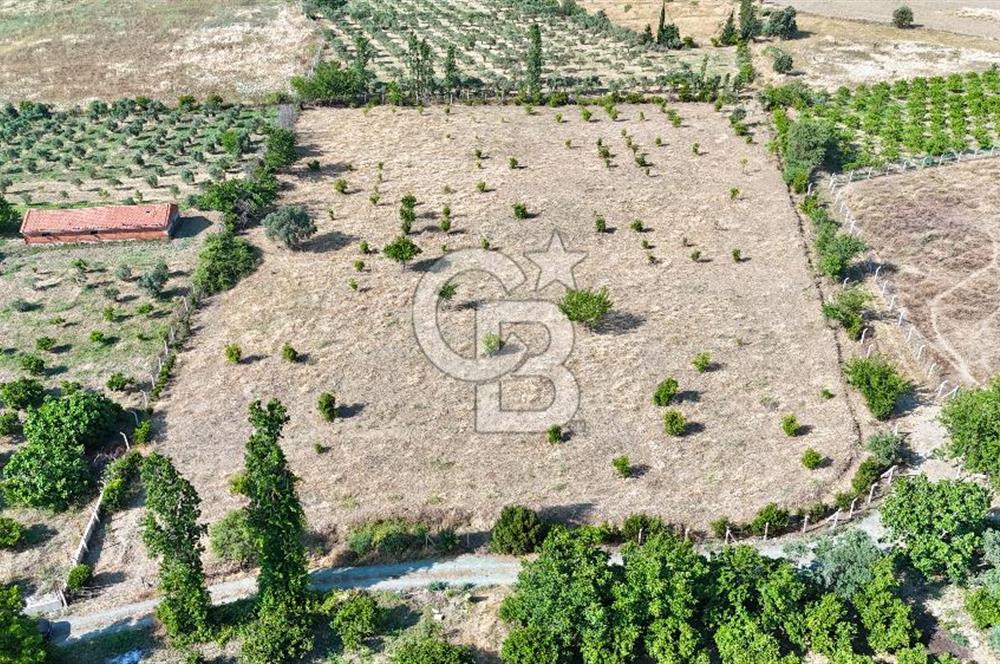 SEFERİHİSAR ULAMIŞ SATILIK 9.715 m² BAĞ BAHÇE
