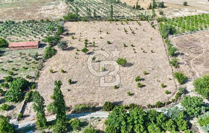 SEFERİHİSAR ULAMIŞ SATILIK 9.715 m² BAĞ BAHÇE