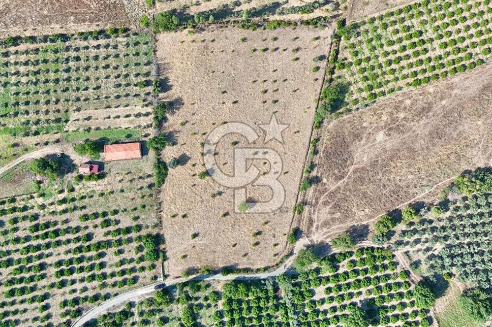 SEFERİHİSAR ULAMIŞ SATILIK 9.715 m² BAĞ BAHÇE